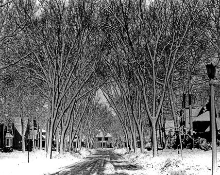 Arched trees over Winter street scene. Snow covers the trees, branches and bark. Scenic old elms cathedral arched over the roadway. From black and white film print.