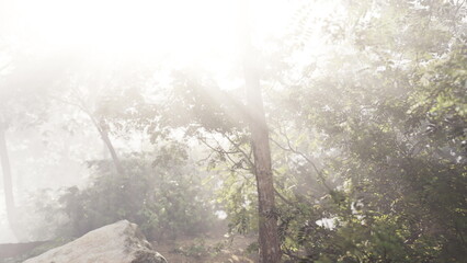 Gentle morning light filters through a tranquil forest, where mist hugs the ground and trees rise majestically. Natures beauty creates a peaceful atmosphere in this lush green environment.