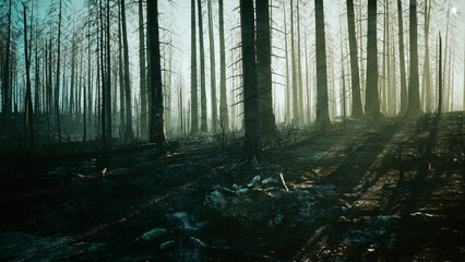 Fototapeta premium Charred trees rise in a misty forest as morning light filters through the remnants of a wildfire. Shadows elongate over the scorched earth, creating a haunting atmosphere of rebirth.