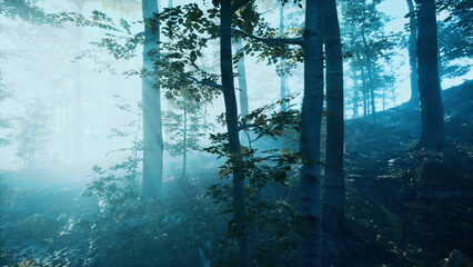 Obraz premium Morning light softly illuminates a tranquil forest, with mist swirling around the tall trees. The scene captures the beauty of nature in a peaceful setting, inviting exploration and reflection.