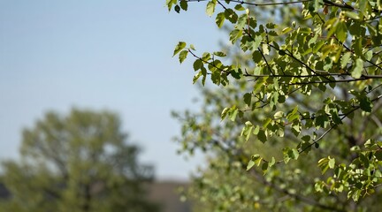Obraz premium Branches of aspen tree with green leaves against blue sky create fresh impression