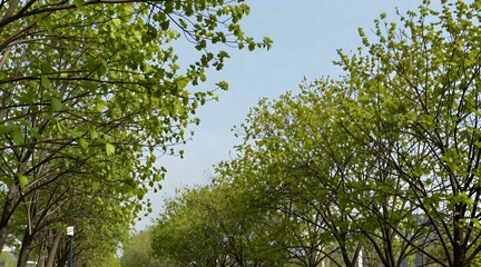 Fototapeta premium Perspective view of green leaves and tree branches against blue sky in early spring