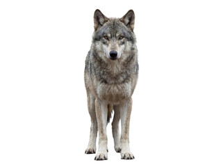Gray wolf standing, front view, isolated on transparent background (PNG) © Trixy