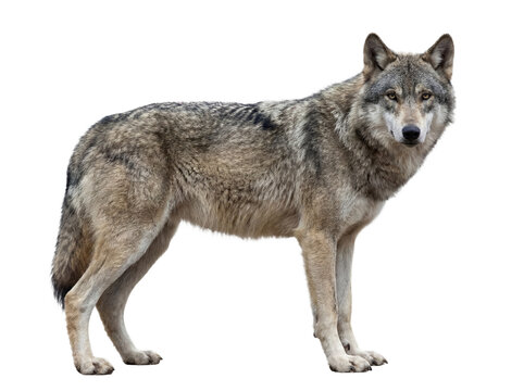 Gray wolf standing, side view, isolated on transparent background (PNG)