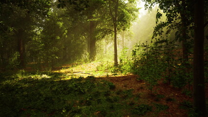 Obraz premium Sunlight filters through the dense trees, creating a serene atmosphere in the lush forest. The ground is covered in vibrant greenery, inviting exploration and peaceful reflection.