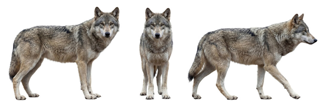 Gray wolf isolated on transparent background