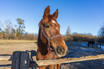 Fototapeta premium Close-up Portrait of a Brown Horse in Winter Paddock at Golden Hour