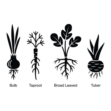 Black and white illustration of four different root vegetable types