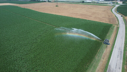 Fototapeta premium Agricultural irrigation system spraying water over a lush green crop field creating a rainbow