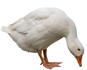 white goose isolated on white