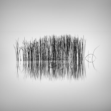 Whispering Lakes 020 - A bounch of water plants in lake Karla, Greece on a misty background