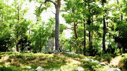 Fototapeta premium Sunlight filters through tall trees in a vibrant forest. Lush green foliage surrounds rocky patches and soft grass, creating a peaceful and inviting natural landscape.