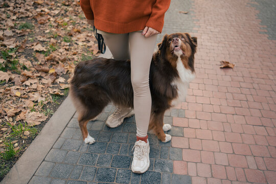Leisurely walk with a dog in a scenic city park