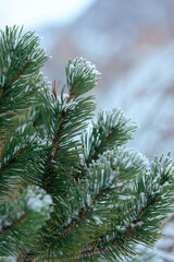 Obraz premium LAGO DI BRAIES, ITALY – 23 JANUARY 2026: Selection of winter scenes including a frozen lake with walkers, icefall, snowy forest path, boots on snow and a small chapel.