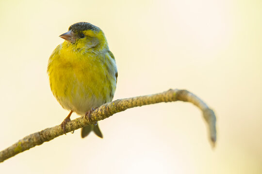 Eurasian siskin on branch during winter in Iberia