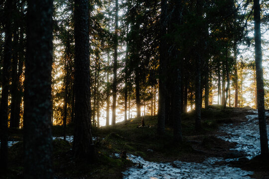 Golden sunset light filtering through a dense pine forest with melting snow, Kongens Utsikt, Norway