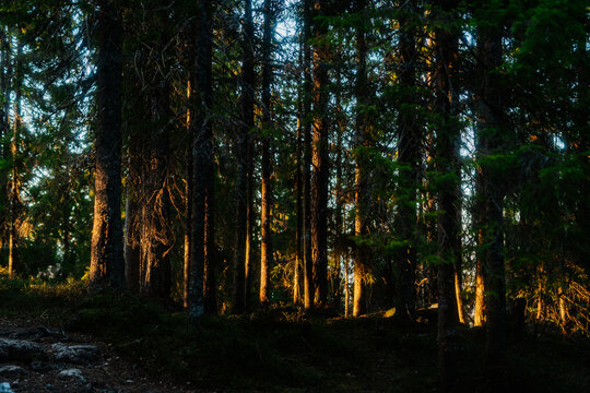Warm golden hour sunlight illuminating pine tree trunks in a dense forest, Kongens Utsikt, Norway