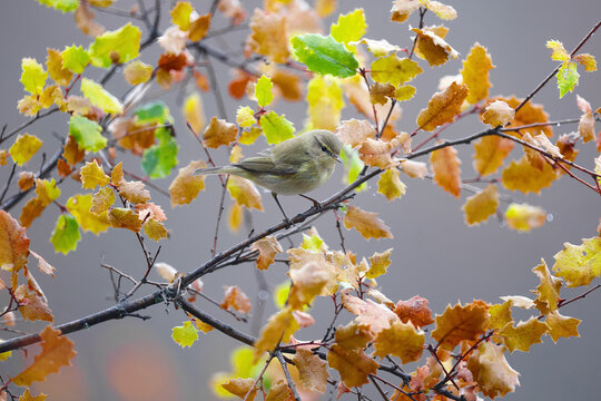 Common Chiffchaff perched on autumn leaves in nature
