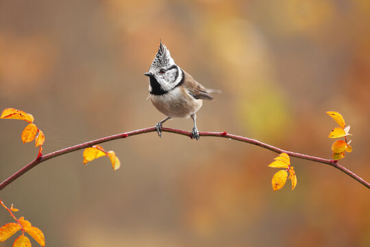 Crested tit perched on a thin branch with autumn leaves