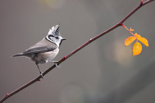 Crested tit perched on a branch during winter