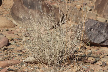 Obraz premium Desert plant close-up