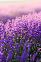 Obraz premium A close-up view of blooming lavender flowers in a sunlight field, creating a calm, fragrant, and atmospheric summer nature scene.