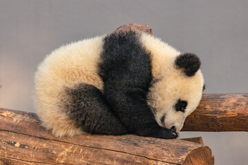 Giant panda cub sleeping on wooden logs © SIMANG