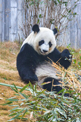 Obraz premium Giant Panda Sitting and Eating Bamboo
