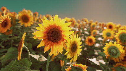 Obraz premium Bright sunflowers stretch towards the sky in a vibrant field. Their yellow petals contrast beautifully with the green leaves, creating a lively scene during the golden hour of the evening.