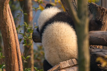 Giant panda resting on wooden structure in outdoor setting