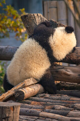 Giant Panda Cub Exploring Wooden Structure