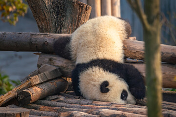 Giant panda cub resting on wooden logs
