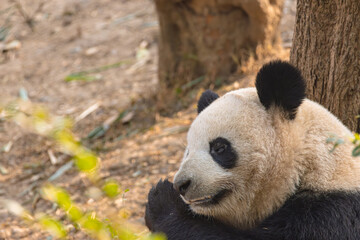Giant panda resting near tree trunk in outdoor setting