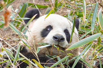Giant Panda Eating Bamboo in Natural Habitat