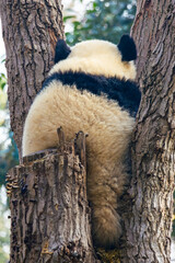 Giant panda resting on tree trunk in natural setting