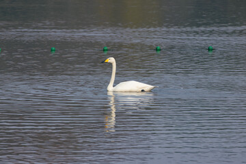 Whooper Swan Swimming on Calm Water Surface