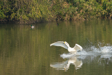 White Swan Landing on a Serene River with Ducks