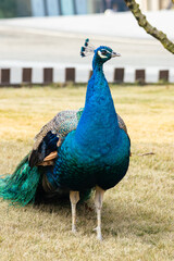 Colorful Male Peacock in Natural Setting