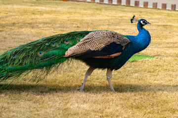Vibrant Peacock with Elaborate Feathers on Grass