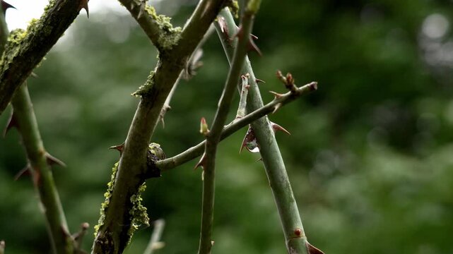 Rain wet rose stems covered with small patches of moss and lichen. Thorny green shoots crossing on a garden trellis with water droplet