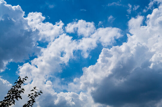 Photo of white clouds on blue sky, edges illuminated by sidelight from left. Weather phenomena, synoptic forecasts. Tree branches with green mulberry leaves are visible in foreground
