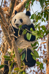 Giant Panda Eating Leaves on a Tree Branch
