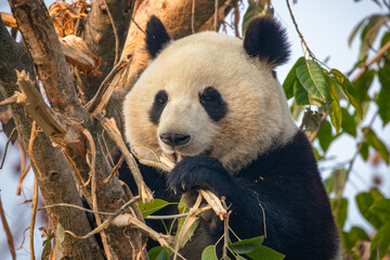 Giant Panda Eating Bamboo in Natural Habitat
