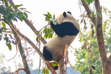 Giant Panda Eating Leaves on Tree Branch