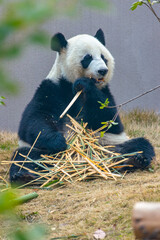 Giant Panda Eating Bamboo Shoots Outdoors