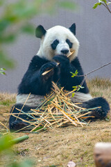 Giant Panda Eating Bamboo in Natural Setting