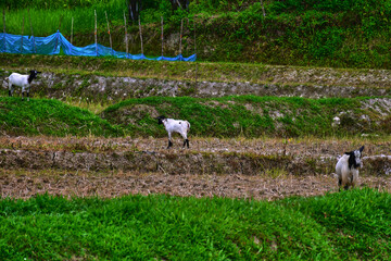 A goat and its young kid grazing together on a lush green terraced hillside. 