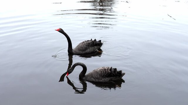 Graceful black swans drinking water while swimming in a lake raising their long necks up. Cygnus atratus
