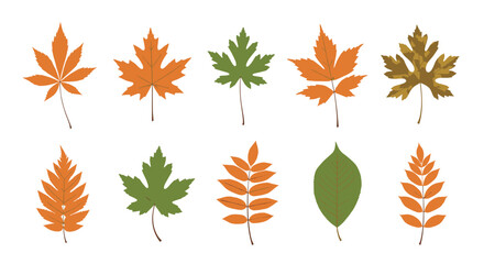 Collection of colorful autumn leaves from various trees like maple and oak, isolated on a white background for fall season design.