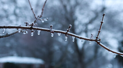 Obraz premium icicles frozen water drops on branch